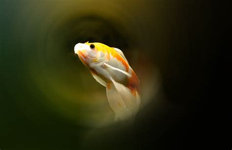 小鱼|摄影|动物|sdchenshu - 原创作品 - 站酷 (ZCOOL)