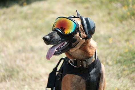 Training Navy Seal Dogs | EOUA Blog