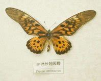 世界十大最美蝴蝶，第五名很有趣，大紫蛱蝶成为濒危_排行榜123网