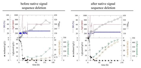 Improved Production of Recombinant Myrosinase in Pichia pastoris