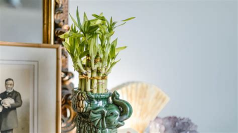 Lucky Feng Shui Colours In Year Of The Water Rabbit 2023