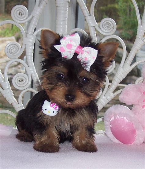 Yorkshire Terrier Puppies For Sale | Rochester, MN #112727