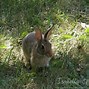 Image result for Wild Bunnies in My Yard
