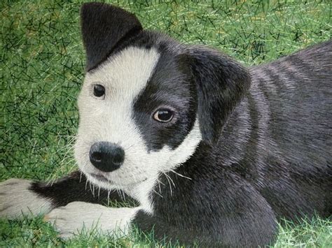 Pitbull Puppies With Long Hair - 1600x1200 Wallpaper - teahub.io