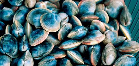 Image result for Alive Shellfish