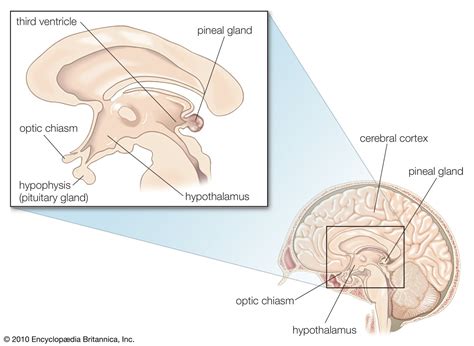 Pineal gland | Definition, Location, Function, & Disorders | Britannica