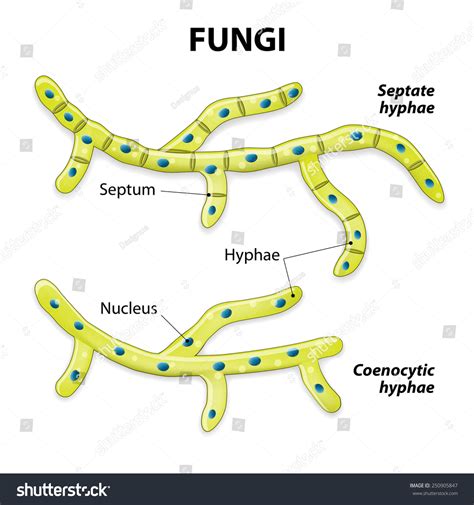 Mold Inspector 的图像结果