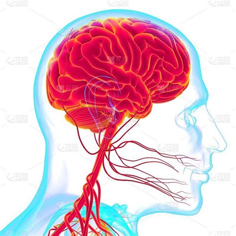 人脑 的图像结果