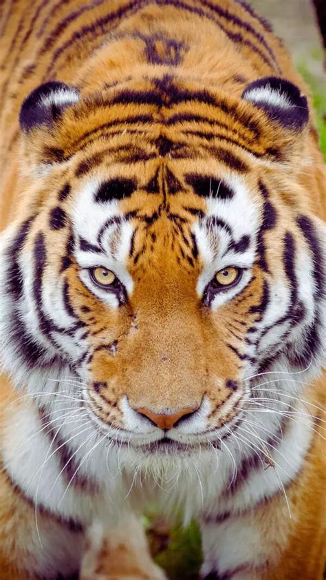 Salman Khan and Rashmika bring festive vibes THIS Holi with new track ...