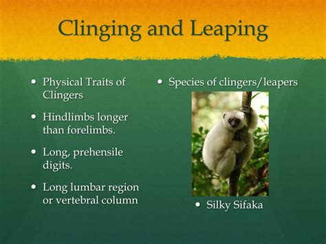 Image result for Locomotor Patterns in Primates