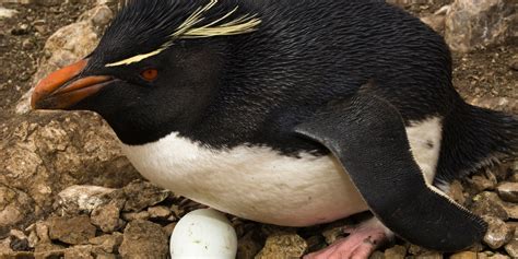 Images Of Animals That Lay Eggs