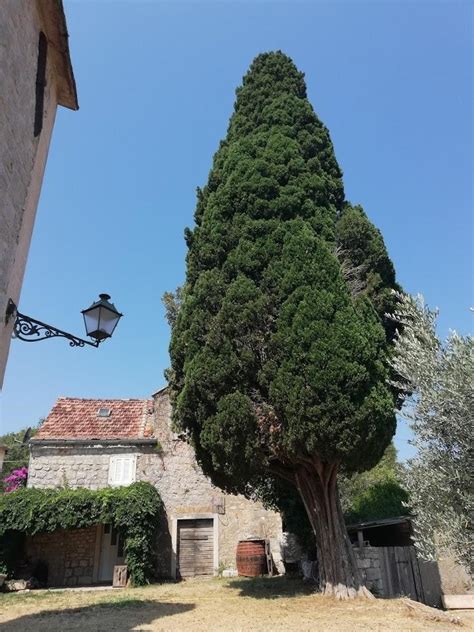 Crkva sv. Mikule (Sehenswürdigkeit / Attraktion) - Stari Grad