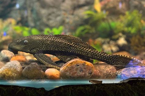 Sucker Fish: Species Info, Pictures & Care Guide