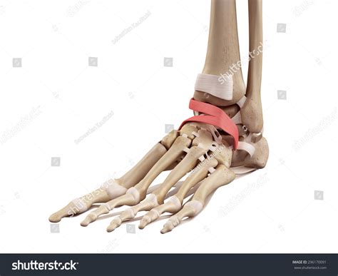 Image result for Extensor Retinaculum