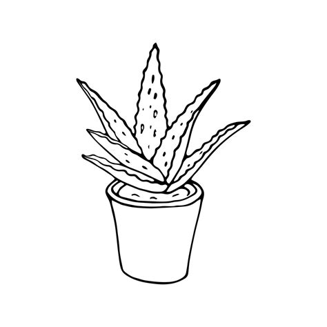 Hand-drawn aloe vera plant in a pot. Vector drawing of outline Aloe ...