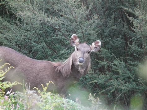 Hunter backed research sheds light on sambar reproduction | Australian Deer Association