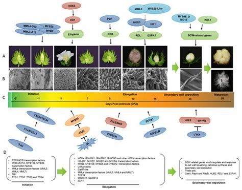 Molecular Regulation of Cotton Fiber Development: A Review