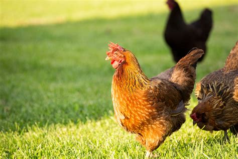 Welsummer Chicken Eggs