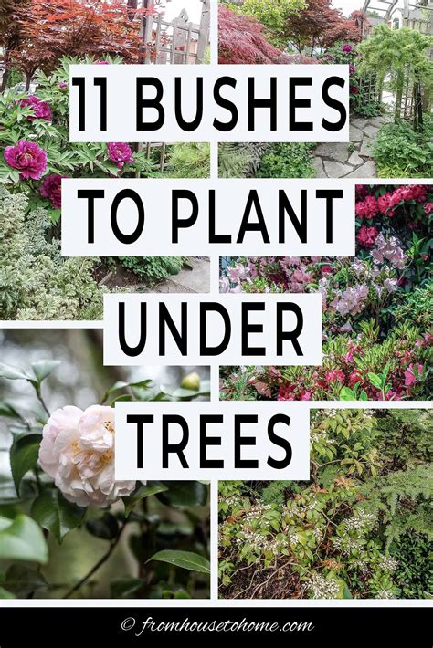 17 Shade Loving Shrubs (The Best Bushes To Plant Under Trees) | Shade ...