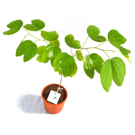 Bauhinia variegata – Pink Spring Flowering Tree