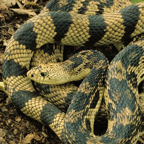 Snakes - Kentucky Department of Fish & Wildlife