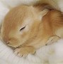 Image result for Free Cute Bunny Images