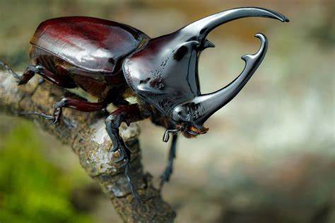 Augosoma centaurus - Centaurus Beetle