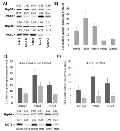 Impact of the Monocarboxylate Transporter-1 (MCT1)-Mediated Cellular ...