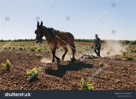Senior Man Farmer Plowing Field Traditional Stock Photo 2257908999 ...
