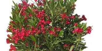 Garden Art Rare Oleander Flower Plant Kaneer, Dwarf White Arali,Nerium ...