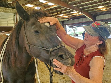 IET Craniosacral Course — Integrated Equine Therapies