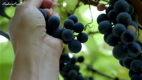 Image result for Grapefruiting Scene