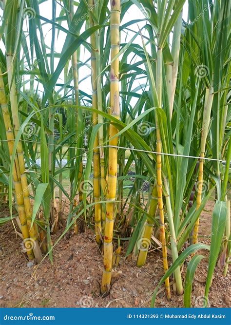 Planta De La Caña De Azúcar Imagen de archivo - Imagen de textura ...