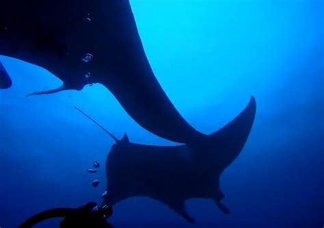 புதுச்சேரி ஆழ்கடலில் கூட்டமாக அரியவகை கொம்பு திருக்கை மீன்கள் | Rare ...