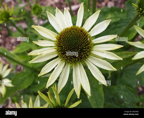 Flowers and colours Stock Photo - Alamy