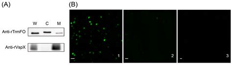 TrmFO, a Fibronectin-Binding Adhesin of Mycoplasma bovis