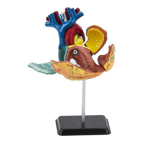 Human Anatomy Heart Model | 31 Piece 3D Human Heart Puzzle | Perfect ...