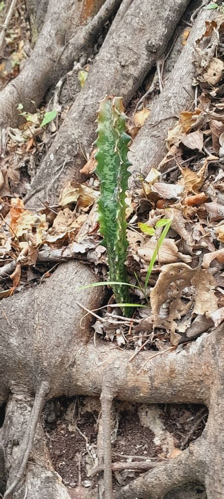 Umdlebe Tree 的图像结果