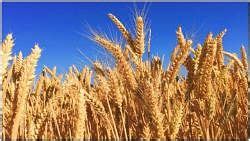 Crop Production and Management Class 8 Notes Science Chapter 1 Free PDF