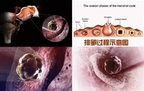 胎儿的发育过程(47张照片记录胎儿发育全过程！生命来之不易，实在神奇) - 【爱喜匠】