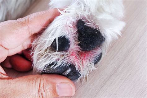 What Can You Put On A Dog S Sore at Matthew Daniels blog