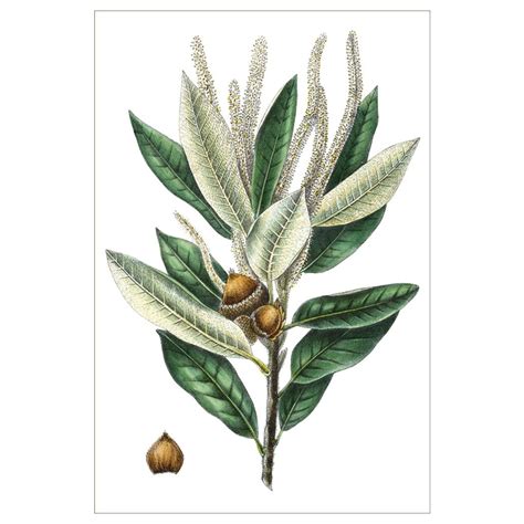 Dense Flowered Oak – The Living Influence