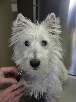 Image result for Bladder Explode