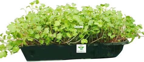 Raunak Seeds Microgreens Mizuna Green Leaf avg 30+ seeds seeds pack ...