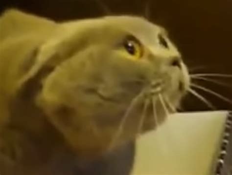 Image result for Explainer Video Meme