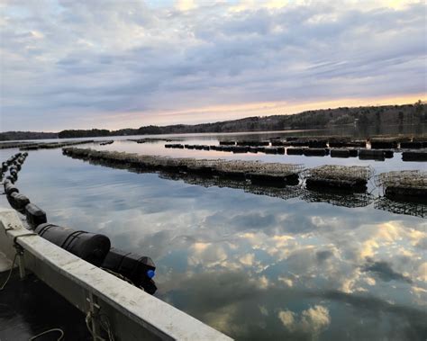 Bivalve Biology: Cracking the Shell - Maine Aquaculture Innovation Classroom