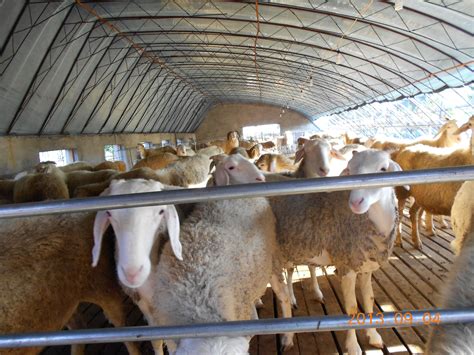 这是韩国江原道的一个养羊场高清图片下载-正版图片503891012-摄图网