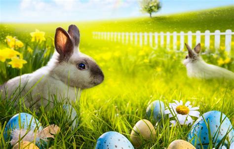 Image result for Rabbits Springtime