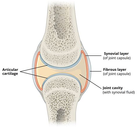 Synovial Joint Anatomy - Structure, Capsule, Cartilage & Clinical ...