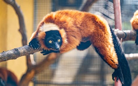 Lemur Conservation Foundation provides oasis for an endangered species | Your Observer